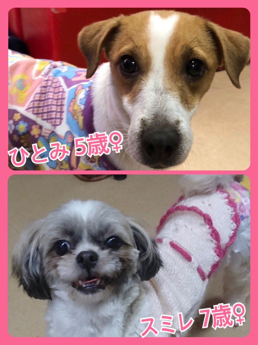 🐾今日の里親様募集中ワンコ🐶メンバーです🐾2019,2,13